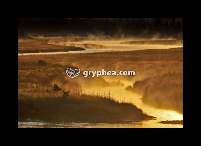 Sunrise over firehole River (Yellowstone NP, Wyoming, USA) - gryphea.org